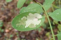 Parectopa robiniella