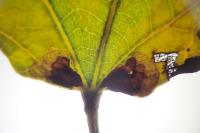 Ectoedemia turbidella