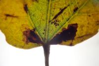 Ectoedemia turbidella