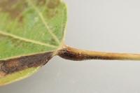 Ectoedemia turbidella