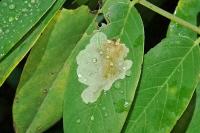 Parectopa robiniella