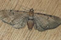 Eupithecia absinthiata