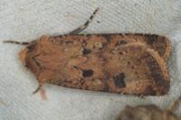 Agrotis trux