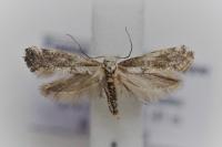 Paraswammerdamia albicapitella