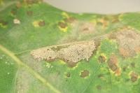 Phyllonorycter quercifoliella