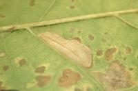 Phyllonorycter quercifoliella