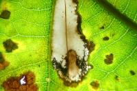 Phyllonorycter quercifoliella