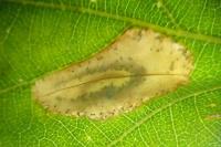 Phyllonorycter quercifoliella