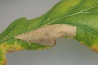 Phyllonorycter quercifoliella