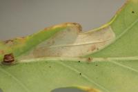 Phyllonorycter quercifoliella