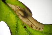 Phyllonorycter quercifoliella