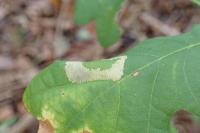 Phyllonorycter quercifoliella