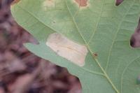 Phyllonorycter quercifoliella