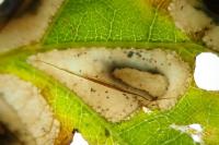 Phyllonorycter quercifoliella