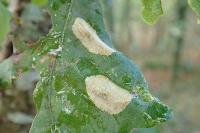 Phyllonorycter quercifoliella