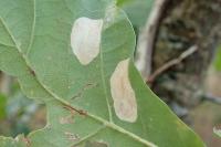 Phyllonorycter quercifoliella