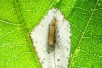 Phyllonorycter quercifoliella