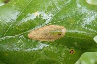 Phyllonorycter quercifoliella