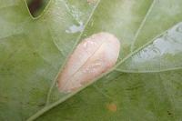 Phyllonorycter quercifoliella