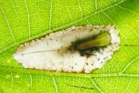Phyllonorycter quercifoliella