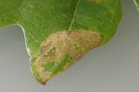 Phyllonorycter quercifoliella
