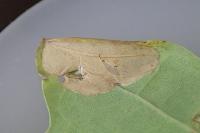 Phyllonorycter quercifoliella