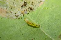 Phyllonorycter quercifoliella