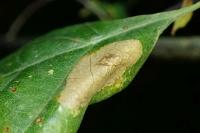 Phyllonorycter quercifoliella