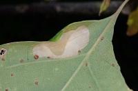 Phyllonorycter quercifoliella