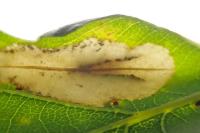 Phyllonorycter quercifoliella