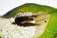 Phyllonorycter quercifoliella