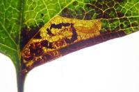 Stigmella perpygmaeella