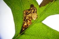 Stigmella perpygmaeella