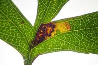 Stigmella perpygmaeella