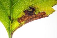 Stigmella perpygmaeella