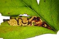 Stigmella perpygmaeella