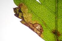 Ectoedemia atricollis