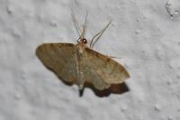 Idaea fuscovenosa