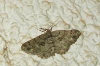 Peribatodes ilicaria