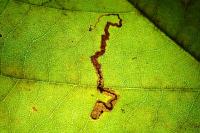 Acalyptris platani