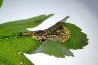 Phyllonorycter oxyacanthae