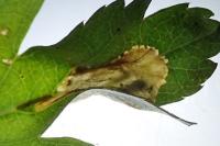 Phyllonorycter oxyacanthae