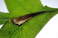 Phyllonorycter oxyacanthae