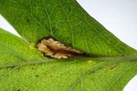 Phyllonorycter oxyacanthae