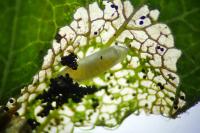 Phyllonorycter oxyacanthae