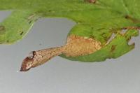 Phyllonorycter oxyacanthae