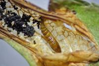 Phyllonorycter oxyacanthae