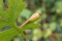Phyllonorycter oxyacanthae