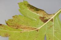 Phyllonorycter oxyacanthae