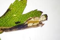 Phyllonorycter oxyacanthae